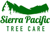 sierrapacifictree